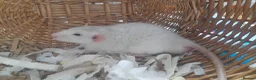 Rat rodents for sale: Pair of Male Rats  - Advert 4