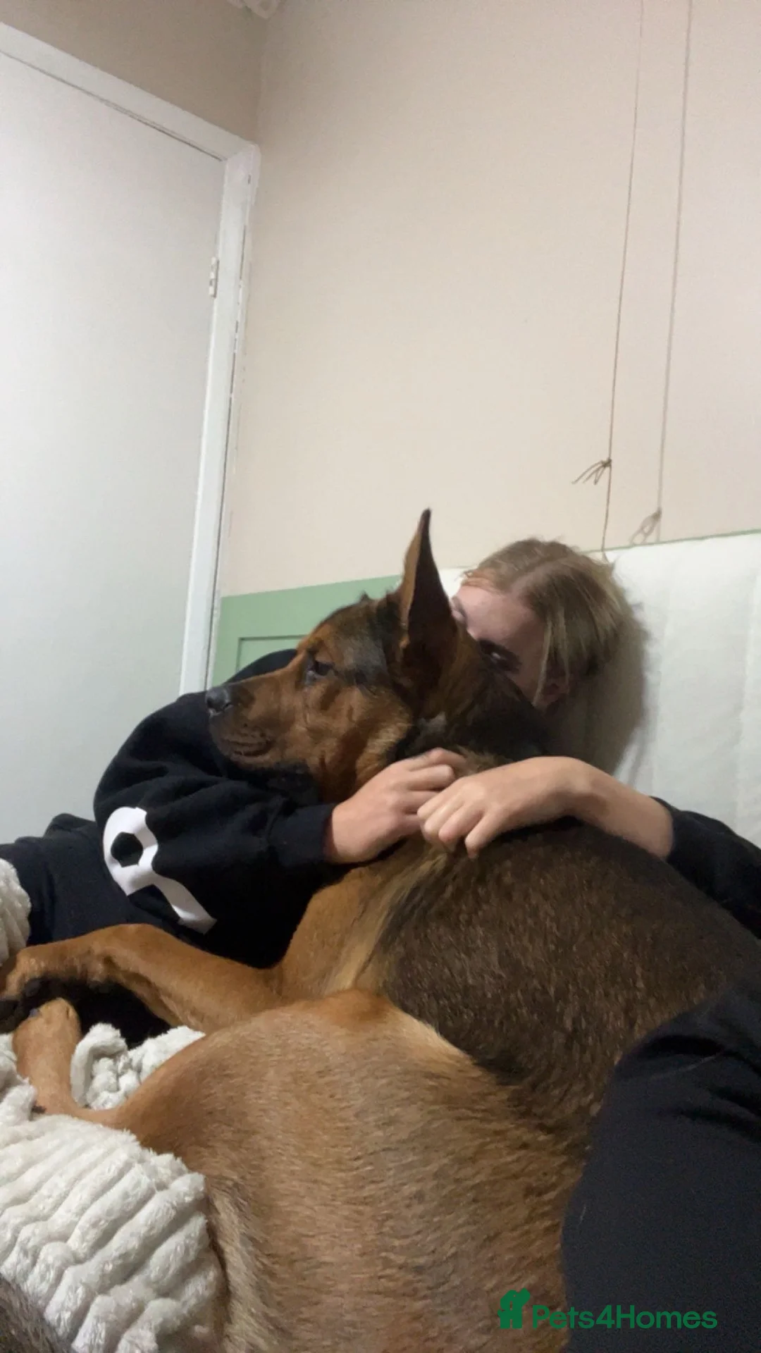 Mixed Breed dogs for sale: Jasper german shepherd cross - Advert 4