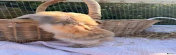 Mini Lop rabbits for sale:  Gorgeous mini Lop babies  - Advert 27
