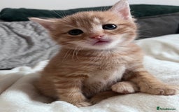 British Shorthair cats for sale: Beautiful little babies 💛 - Image 2