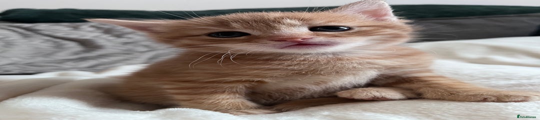 British Shorthair Kitten 1