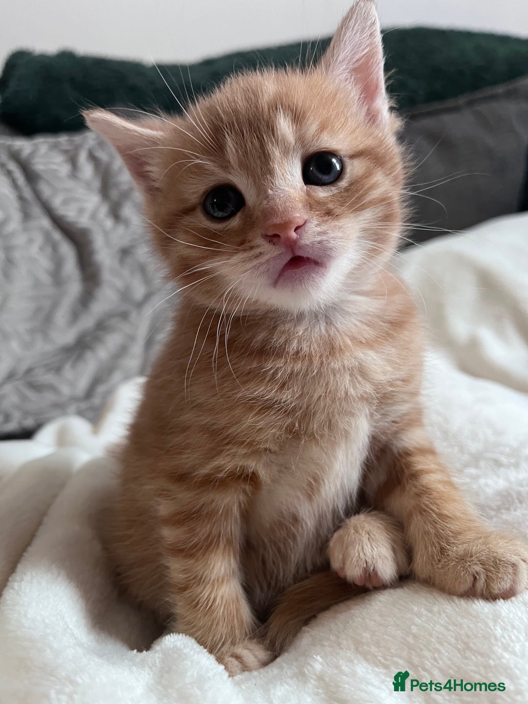 British Shorthair cats for sale: Beautiful little babies 💛 - Image 2