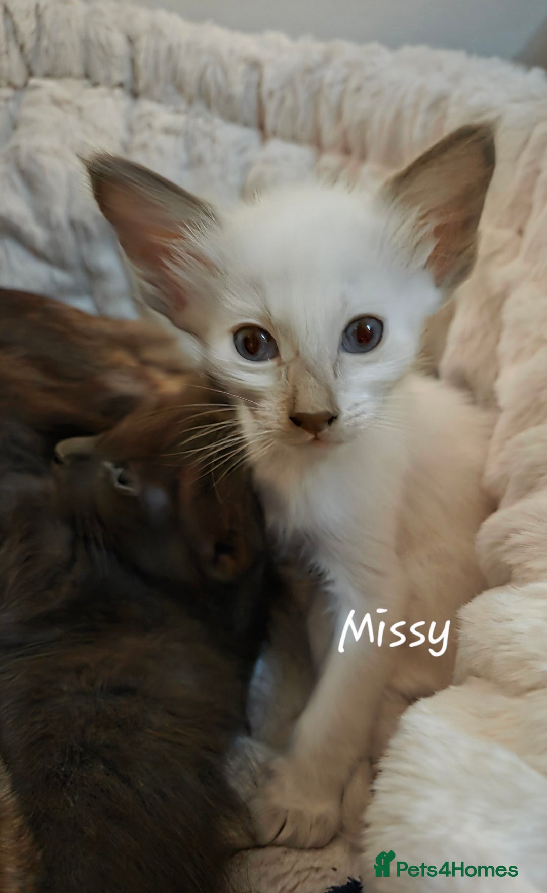 Balinese cats for sale: Beautiful Chocolate Oriental Longhairs  - Image 6