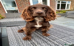 Cocker Spaniel dogs for sale: Working Cocker Spaniel Puppies - Advert 1