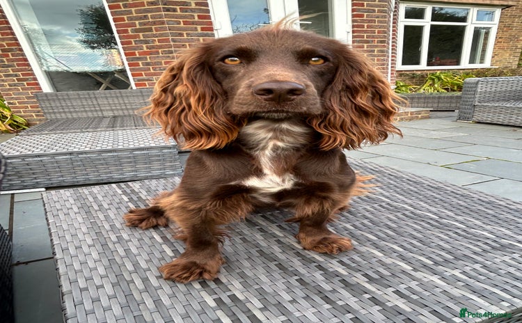 Cocker Spaniel dogs Working Cocker Spaniel Puppies - Advert 1