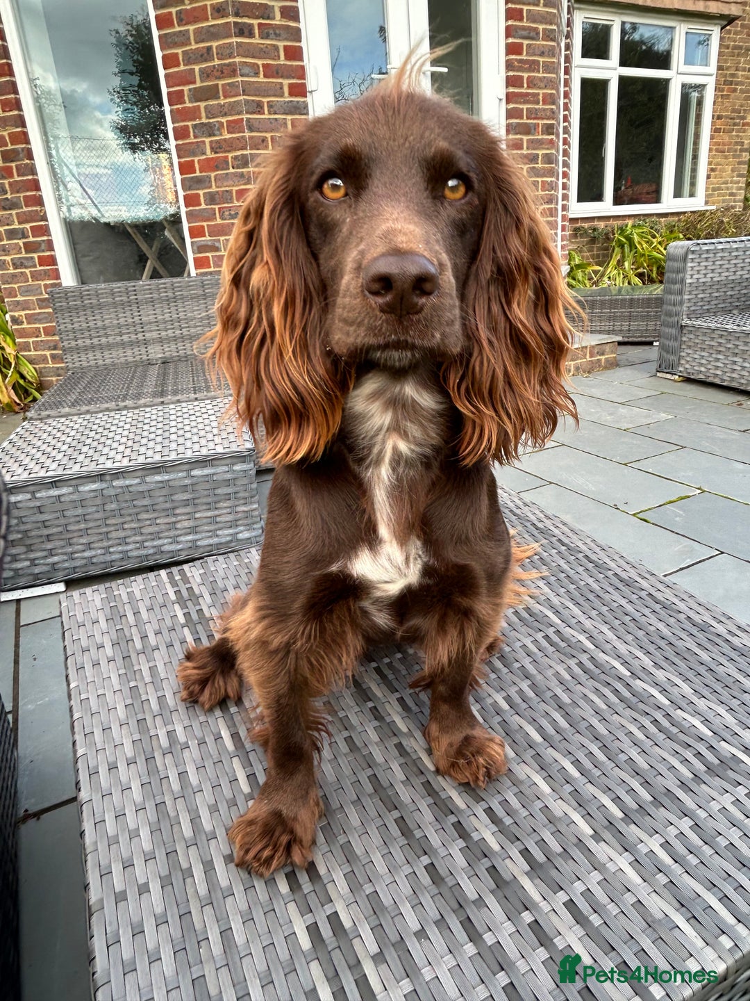 Cocker Spaniel dogs for sale: Working Cocker Spaniel Puppies - Advert 1
