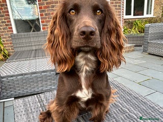 Cocker Spaniel dogs for sale: Working Cocker Spaniel Puppies - Advert 1