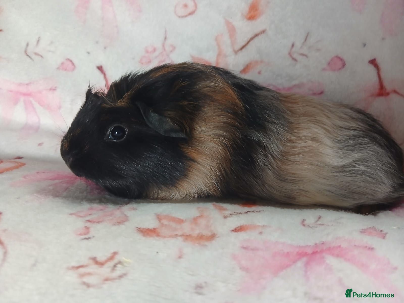 Guinea Pig rodents Beautiful single girl guinea pig aka sow ready  - Advert 4