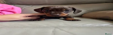 Chocolate & Tan Miniature Dachshund