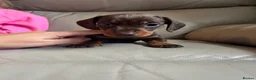Miniature Dachshund dogs for sale: 3 Gorgeous Smooth Coat Miniature Dachshund Puppies - Advert 18