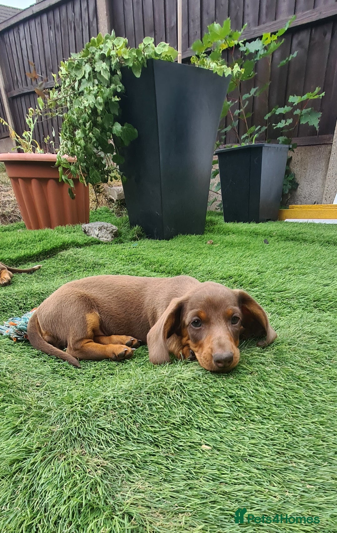 Miniature Dachshund dogs for sale: KC registered miniature dachshunds  - Image 7