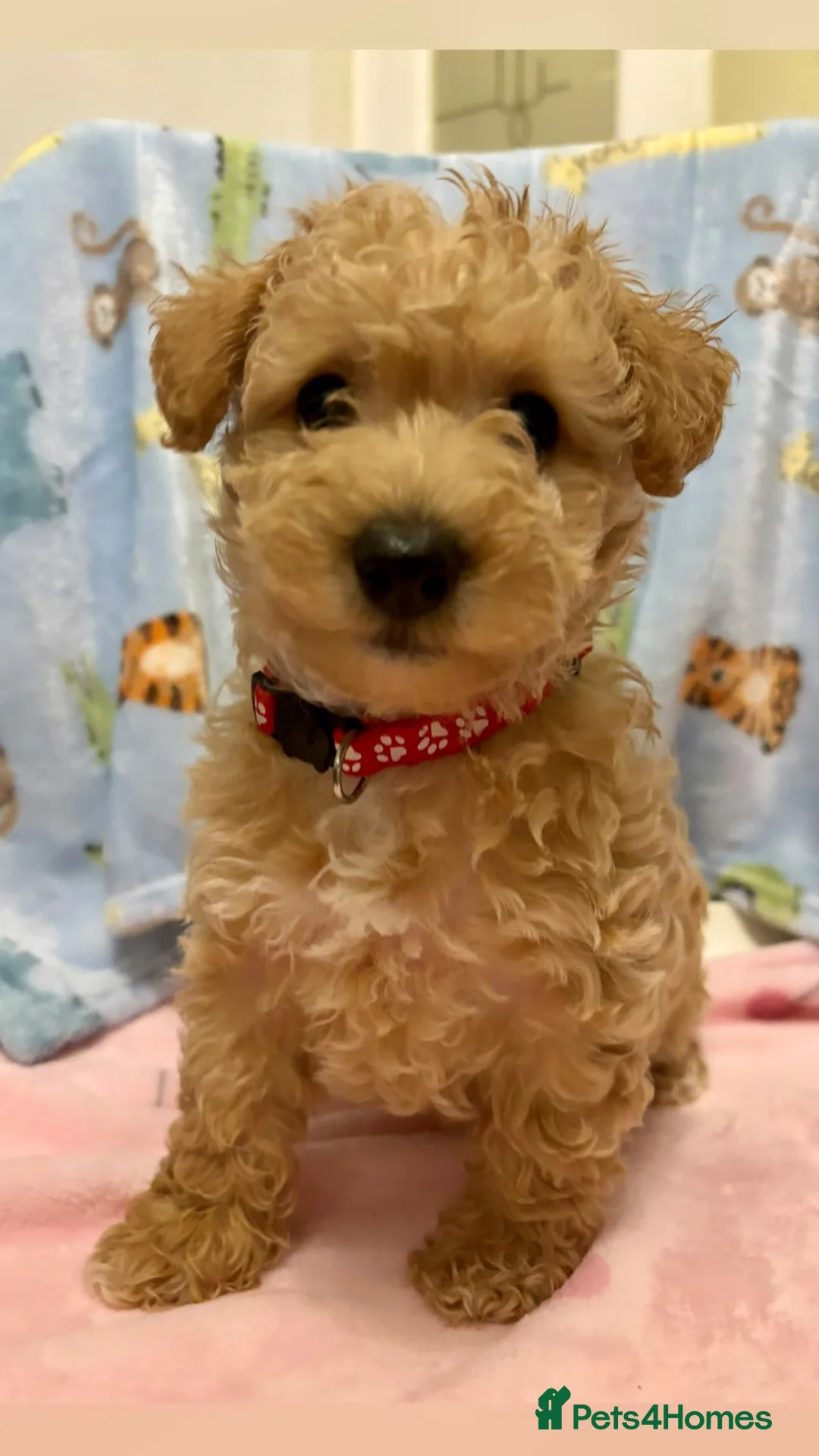 Westiepoo dogs for sale: WESTIPOO PUPPIES  - Advert 12