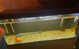 Platies fish for sale: Plec and platy fish for re homing  - Image 1
