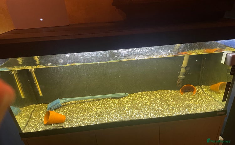 Platies fish - Advert 2