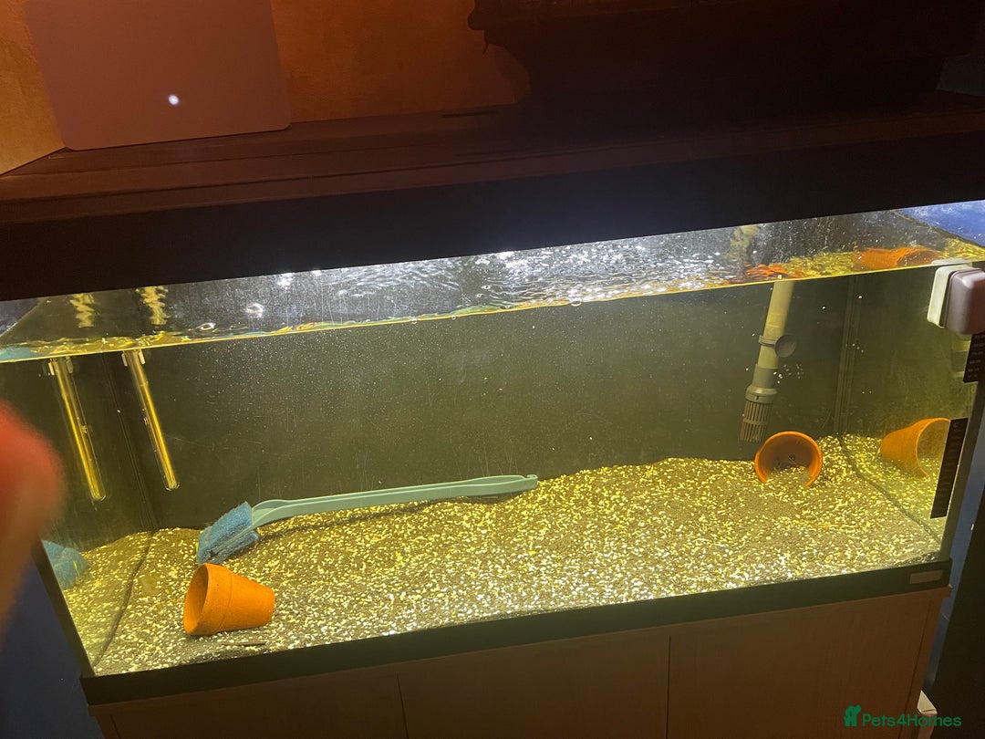 Platies fish for sale: Plec and platy fish for re homing  - Image 1