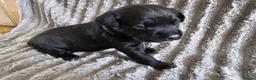 Labrador Retriever dogs for sale: Labrador Puppies - Advert 11