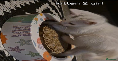 Maine Coon cats - Advert 5