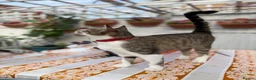 Domestic Shorthair cats for sale: Female Cat Our lucky queen  - Advert 13