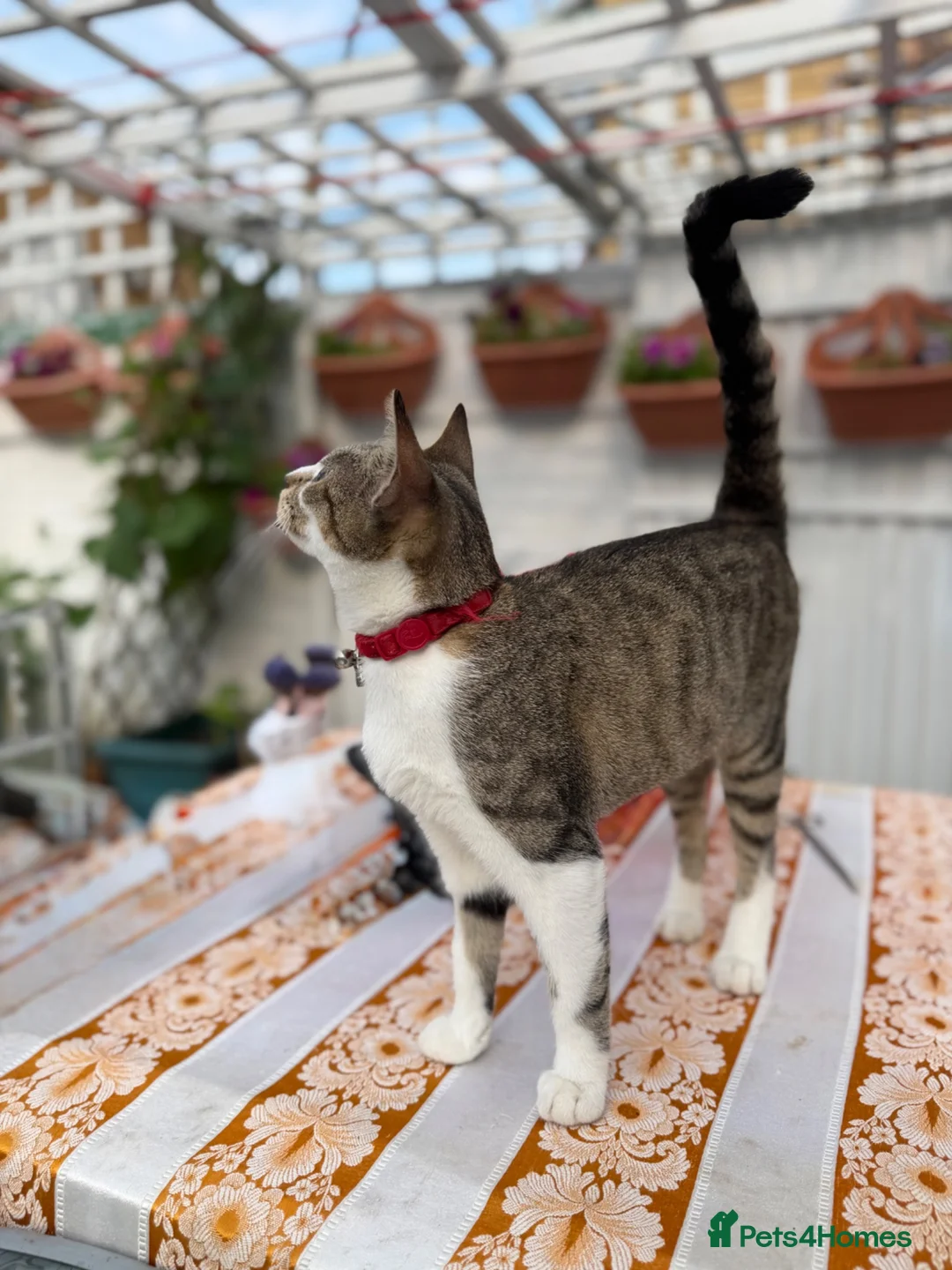 Domestic Shorthair cats for sale: Female Cat Our lucky queen  - Advert 13