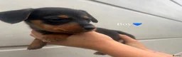 Jackshund dogs for sale: Jackhounds in Weston-super-Mare - Advert 9