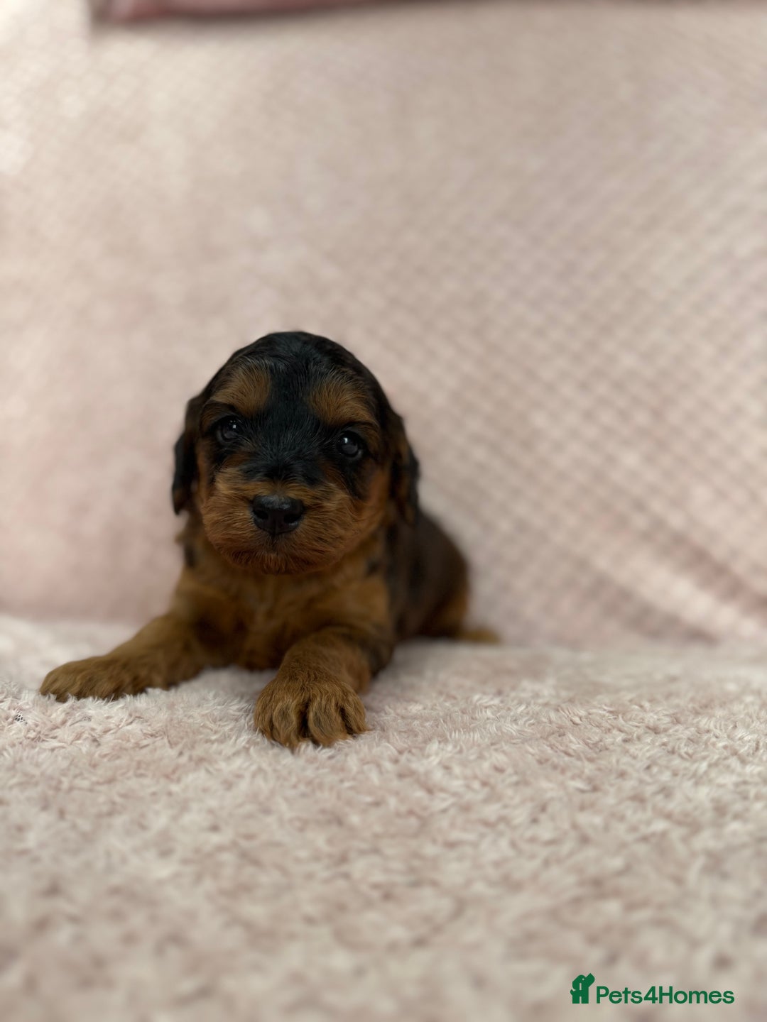 Cockapoo dogs for sale: Beautiful Cockapoos puppies - fully health tested  - Advert 10