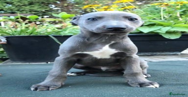 Whippet dogs - Advert 14