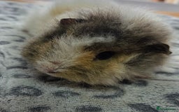 Guinea Pig rodents for sale: 3 Male Babies 🐖 - Advert 6