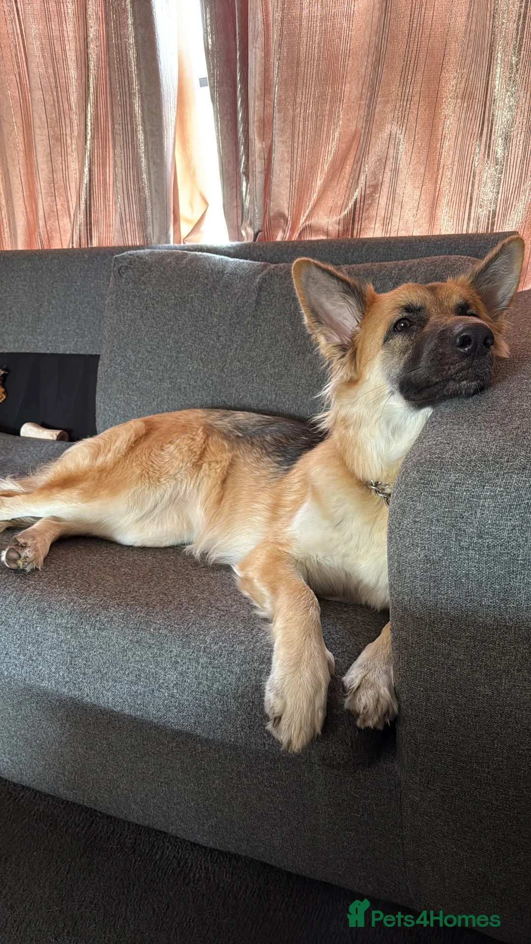 German Shepherd dogs for stud: Wanted : GSD Stud  - Advert 1