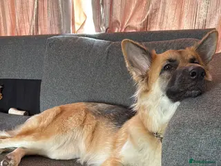 German Shepherd dogs Wanted : GSD Stud - Advert 1