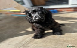 Cocker Spaniel dogs for sale: Show Cocker Spaniel Female 5 months old - Image 4