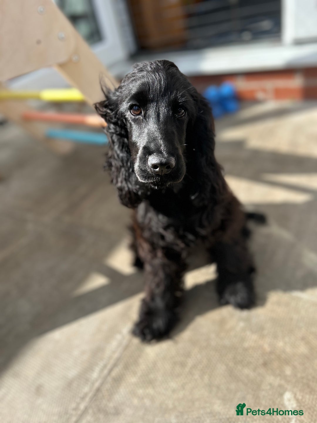 Cocker Spaniel dogs for sale: Show Cocker Spaniel Female 5 months old - Image 4