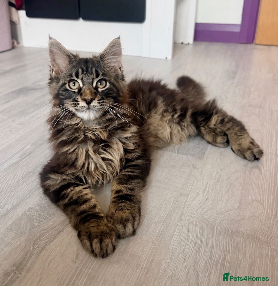 Maine Coon cats Pedigree Maine Coon Male Kitten - Advert 24