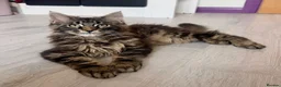 Maine Coon cats for sale: Pedigree Maine Coon Male Kitten - Advert 1