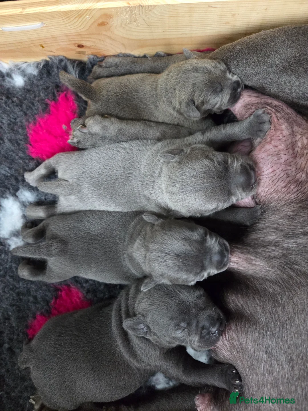 Staffordshire Bull Terrier dogs for sale: Beautiful chunky blue Staffordshire bull terrier  - Advert 2