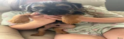 Border Terrier dogs for sale: Male border terrier puppy - Advert 4