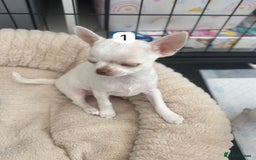 Chihuahua dogs for sale: Gorgeous full chihuahua pups  - Image 10