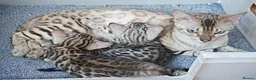 Bengal cats for sale: Superb Bengal Girl Kitten - Advert 14