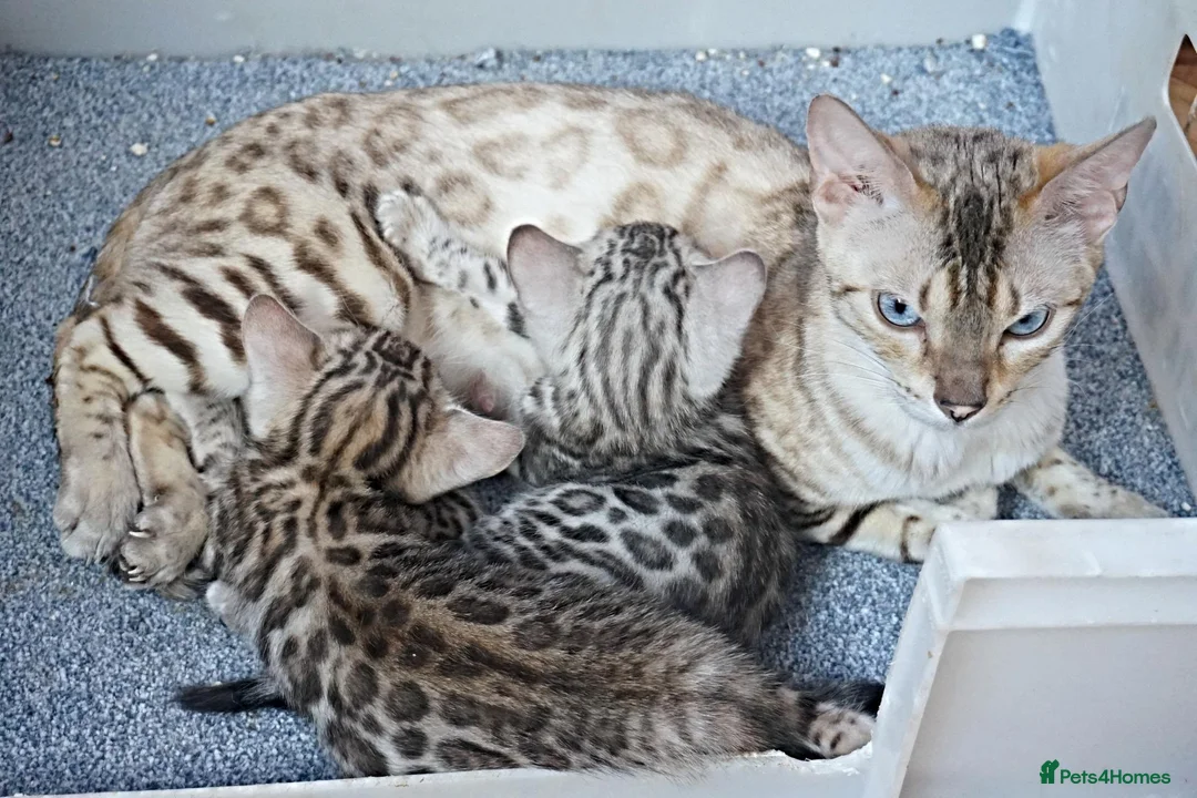 Bengal cats for sale: Superb Bengal Girl Kitten - Advert 14