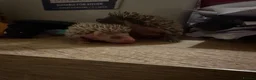 Pygmy Hedgehog rodents for sale: Baby Pygmy Hedgehogs for Sale - Advert 1