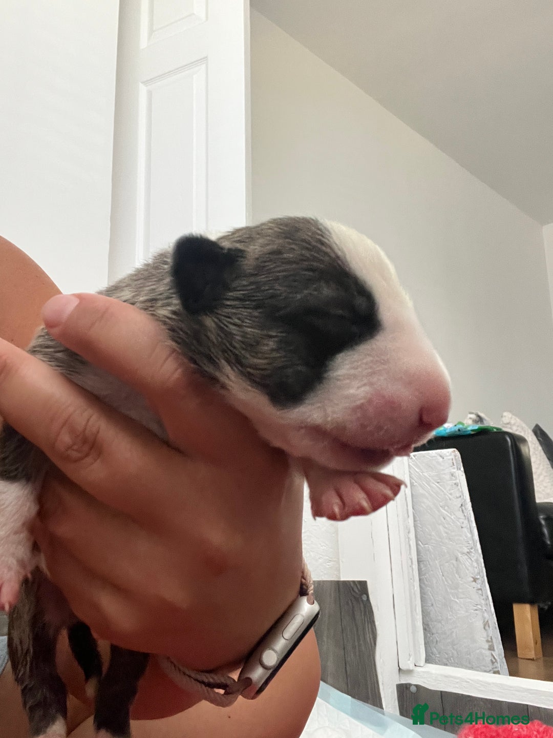 English Bull Terrier dogs for sale: Janineabullz bull terriers beautiful litter  - Image 7
