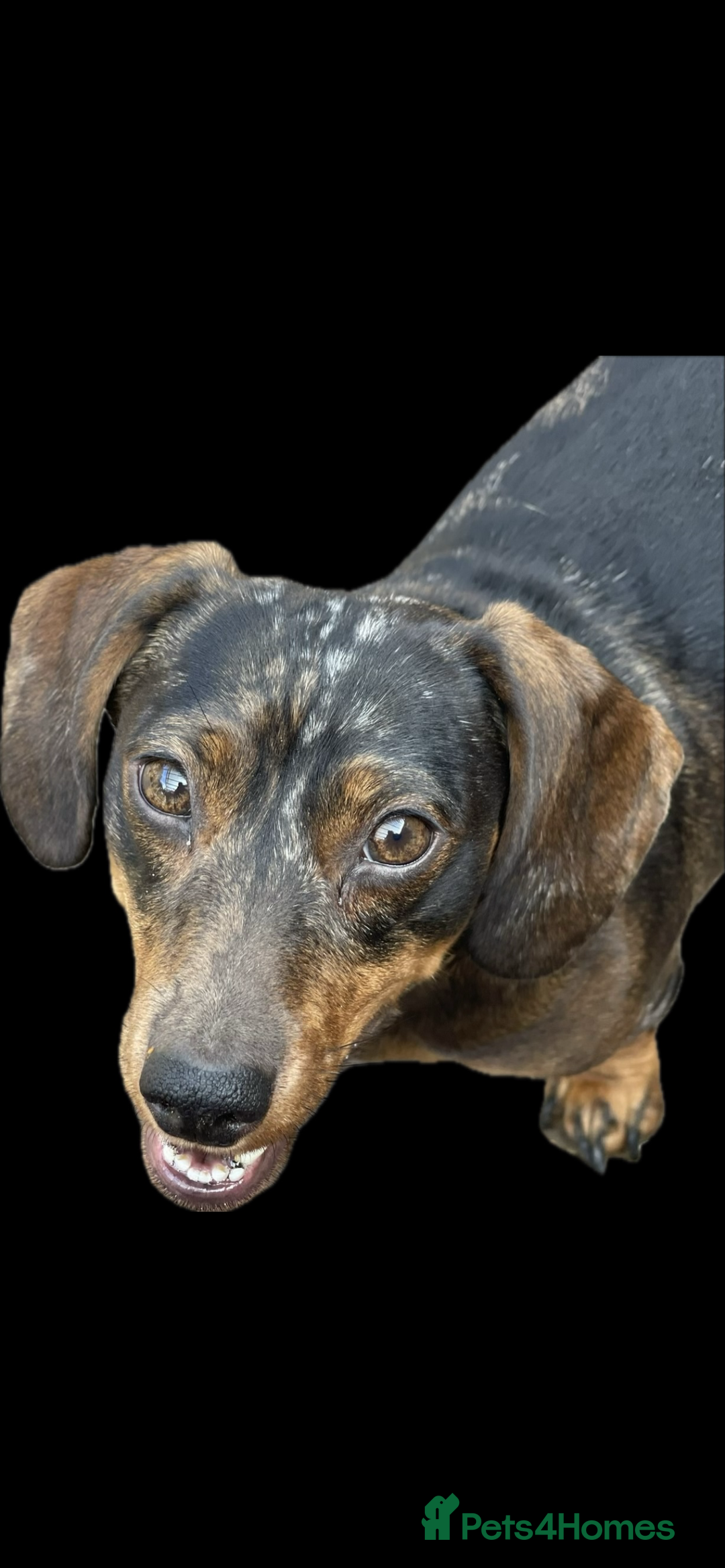 Miniature Dachshund dogs for sale: Stunning tiny KC Miniature Dachshunds - Advert 2