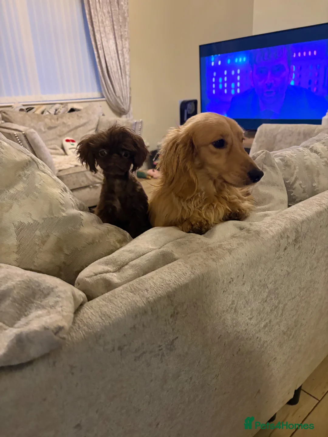 Miniature Dachshund dogs for stud: incredible cream long haired stud boy - Advert 2