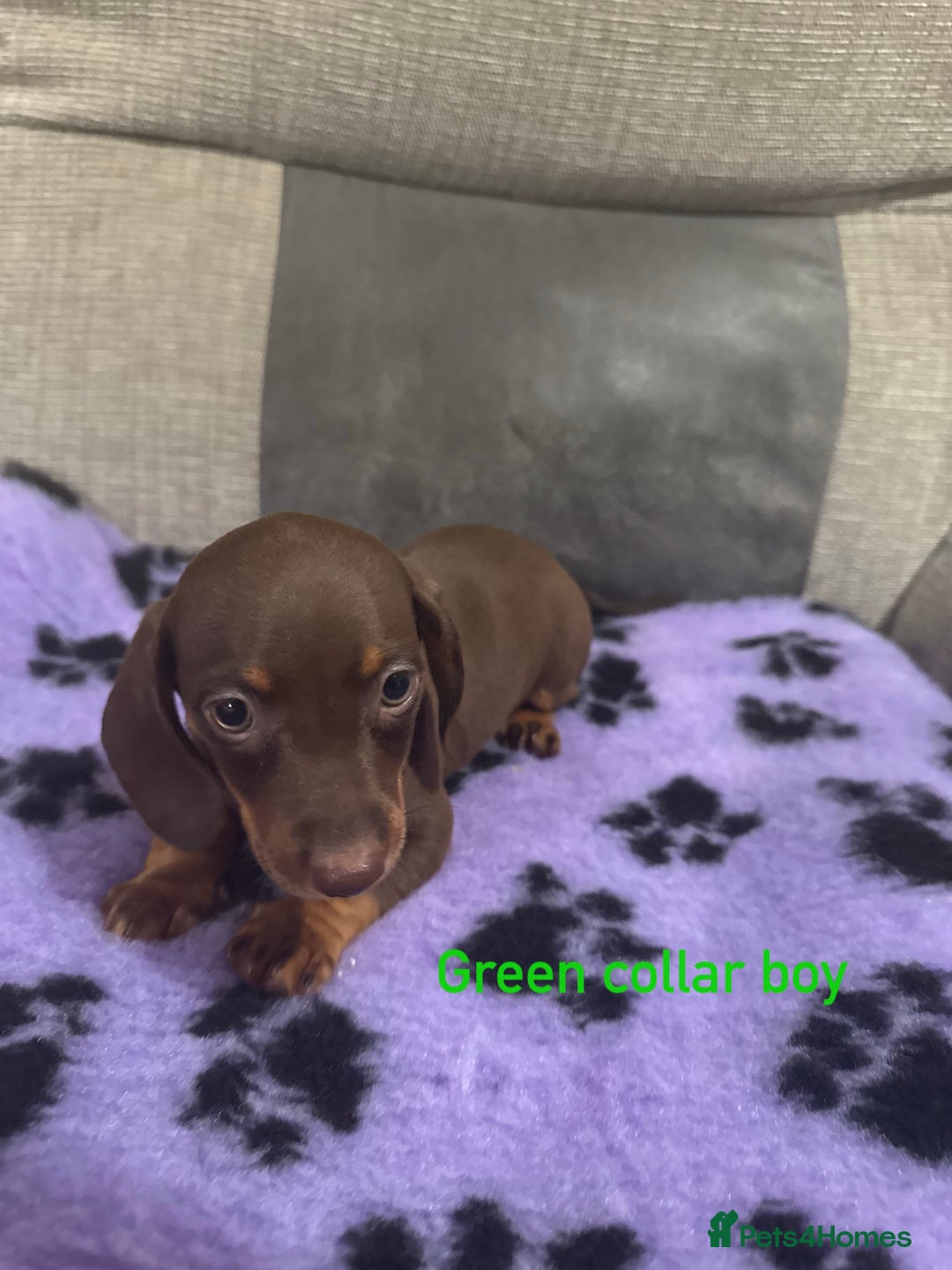 Miniature Dachshund dogs for sale: 3 chocolate and tan miniature dachshund puppies - Image 5
