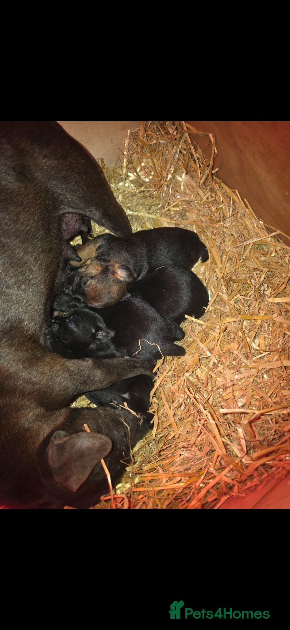 Mixed Breed dogs Border cross paterdale puppies. - Advert 3