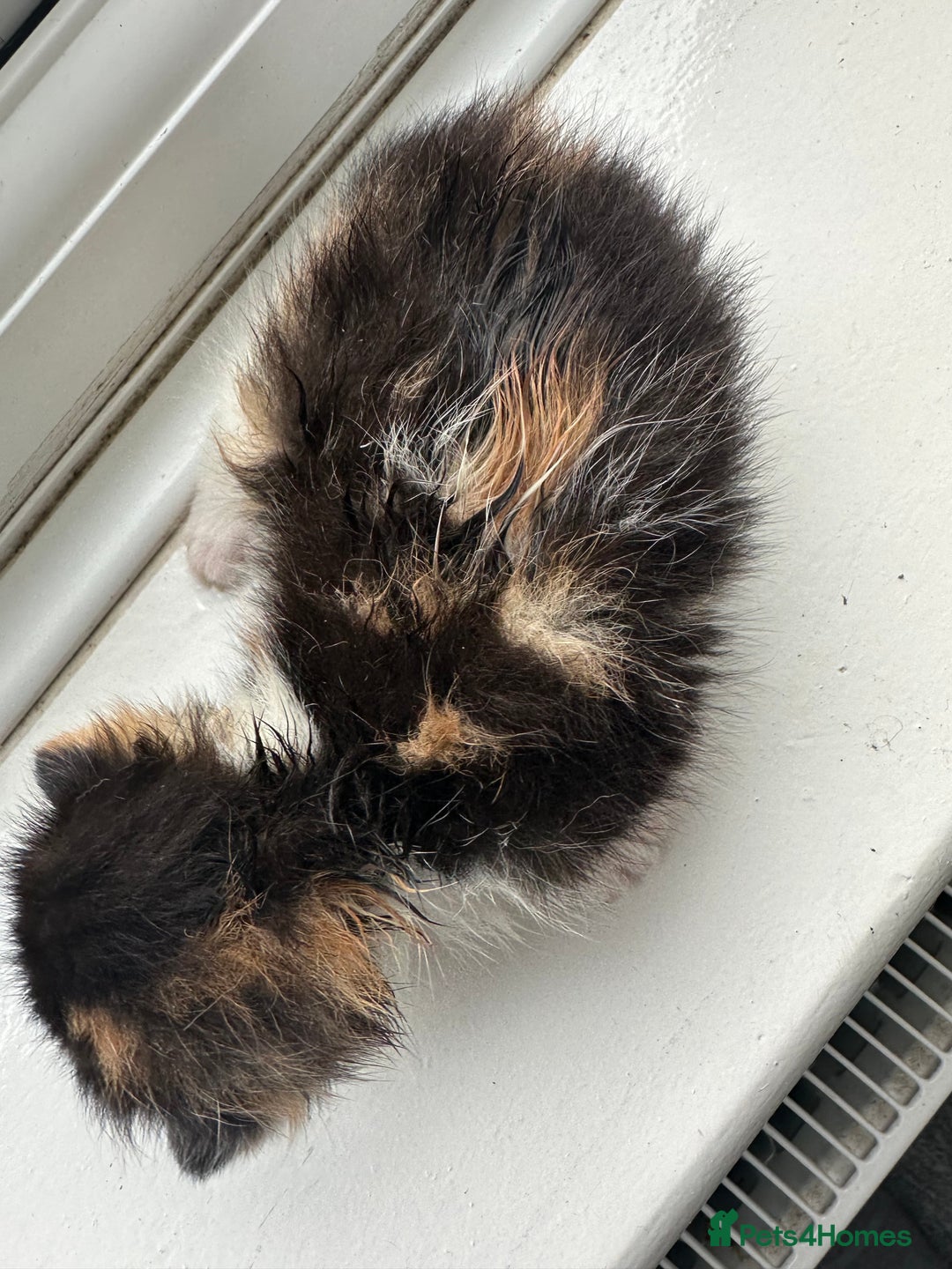 Mixed Breed cats for sale: Mixed breed kittens for sale - Advert 7