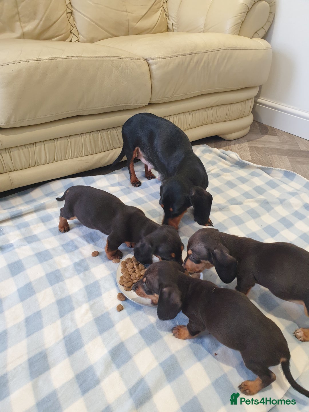Dachshund dogs for sale: Dachshund puppies  - Advert 10