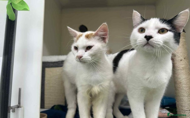 Domestic Shorthair cats - Advert 1