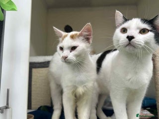 Domestic Shorthair cats - Advert 3