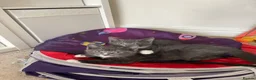 Mixed Breed cats for sale: Grey boy and girl ready for their forever homes - Advert 6