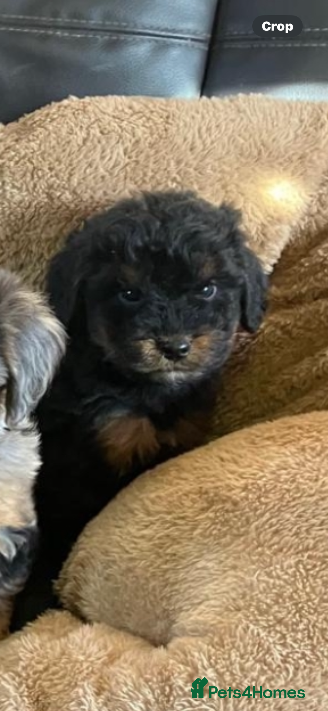 Cockapoo dogs for sale: Cockapoos  - Advert 7